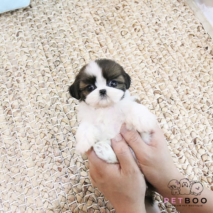 Shih Tzu 23