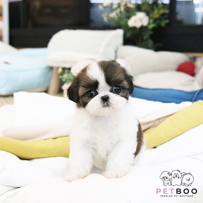 Shih Tzu 25