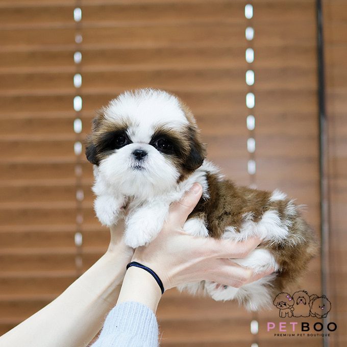 Shih Tzu 28