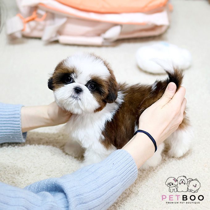 Shih Tzu 29
