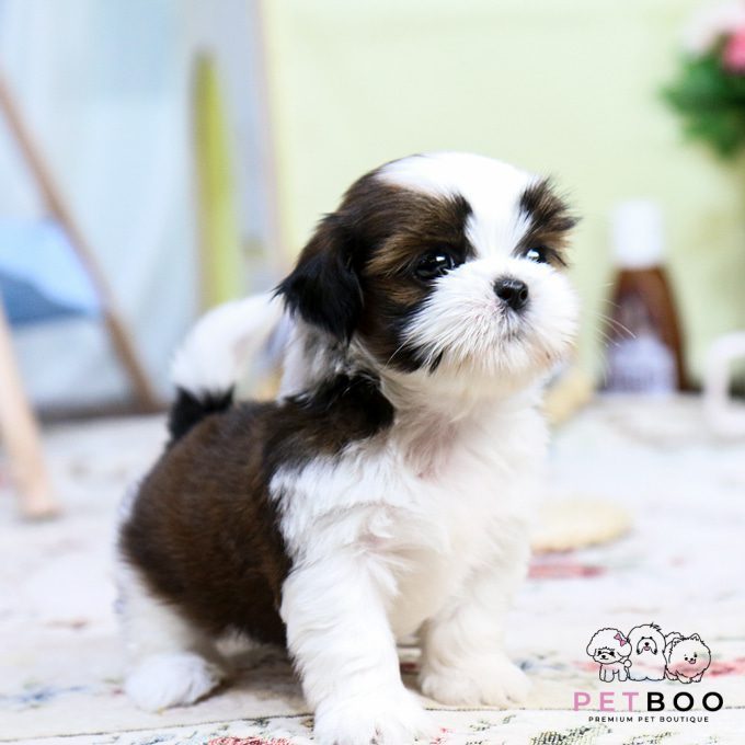 Shih Tzu 3