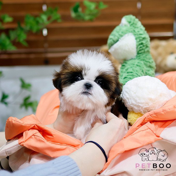 Shih Tzu 30