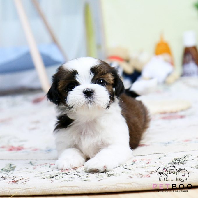 Shih Tzu 4