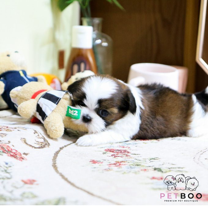 Shih Tzu 5