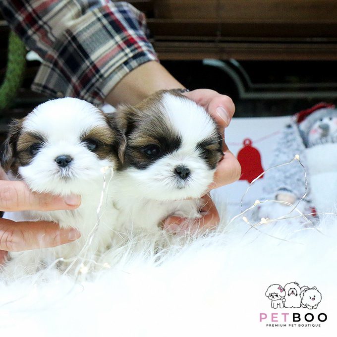 Shih Tzu 6