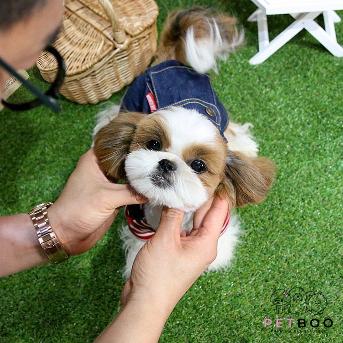 Shih Tzu 7