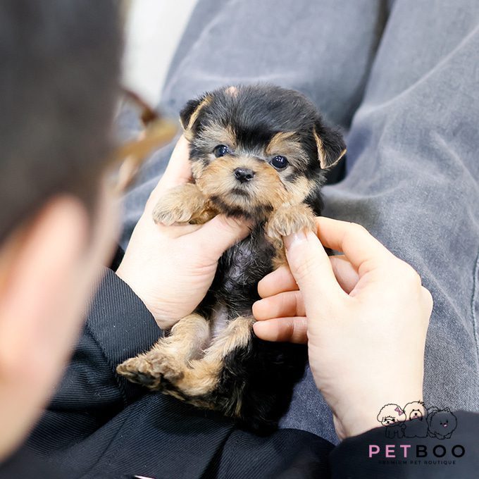 Yorkshire Terrier 1