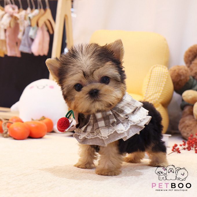 Yorkshire Terrier 10