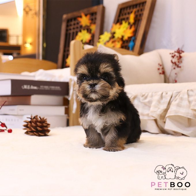 Yorkshire Terrier 11