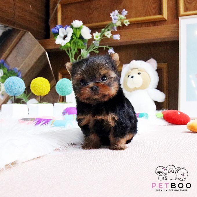 Yorkshire Terrier 12