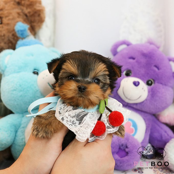 Yorkshire Terrier 13