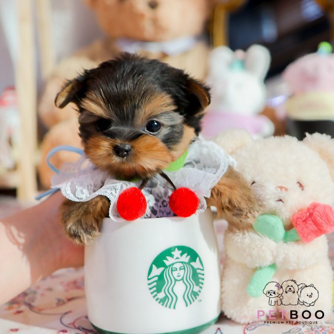Yorkshire Terrier 14