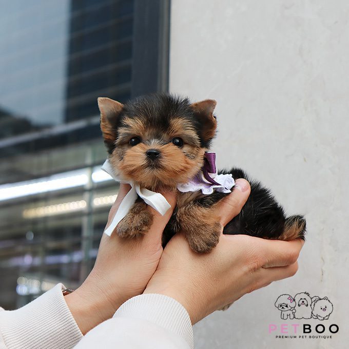 Yorkshire Terrier 15