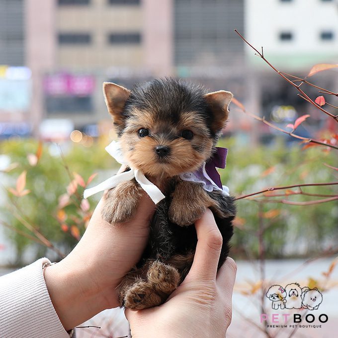 Yorkshire Terrier 16