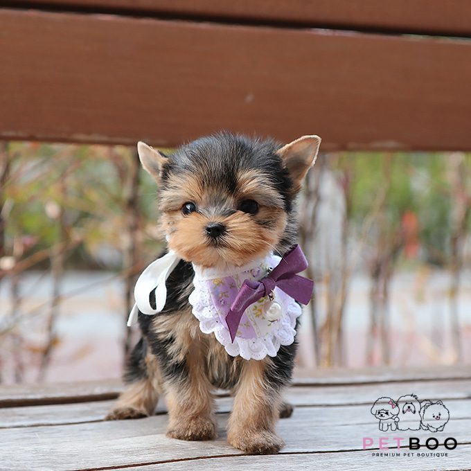Yorkshire Terrier 17