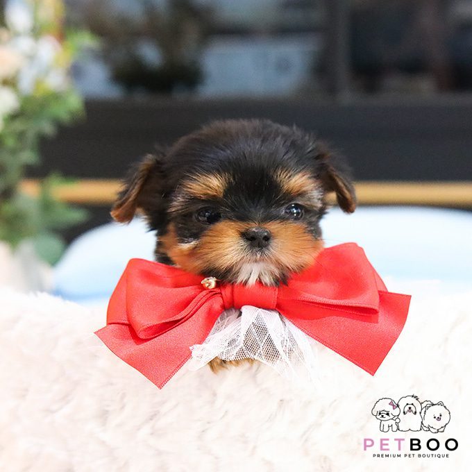 Yorkshire Terrier 18