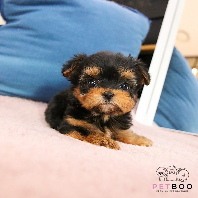 Yorkshire Terrier 19