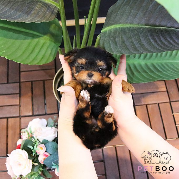 Yorkshire Terrier 20