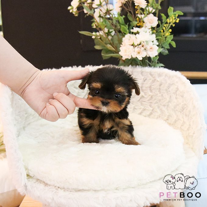 Yorkshire Terrier 21