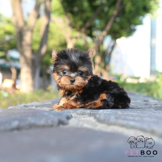 Yorkshire Terrier 25