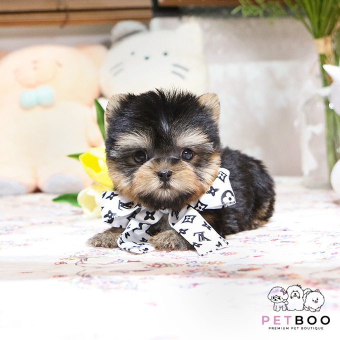 Yorkshire Terrier 26