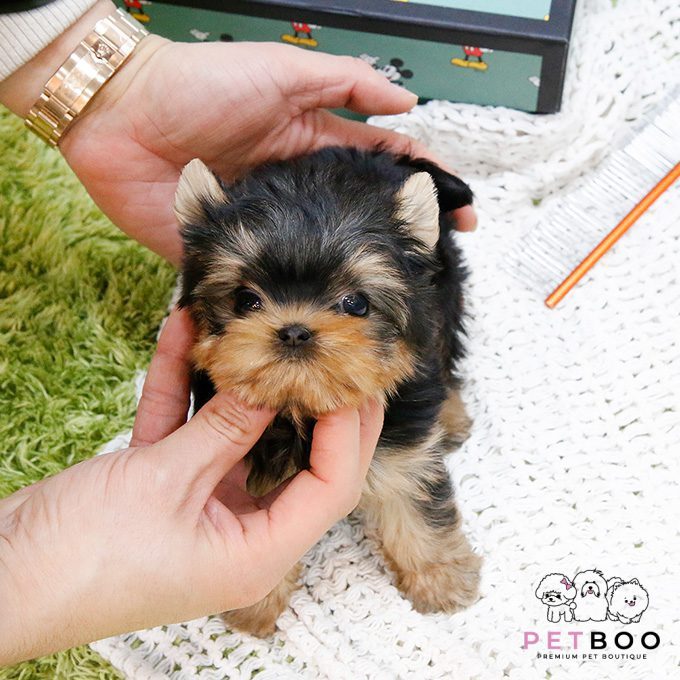 Yorkshire Terrier 28