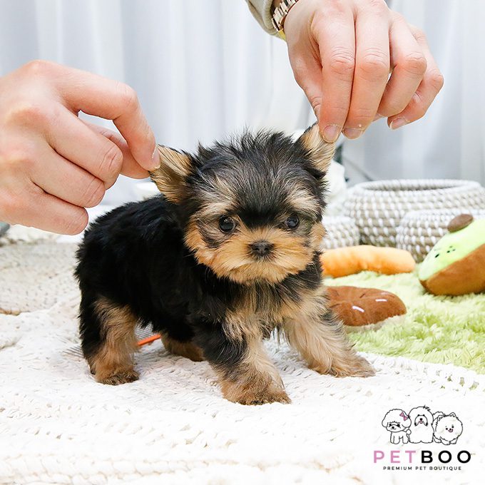 Yorkshire Terrier 29