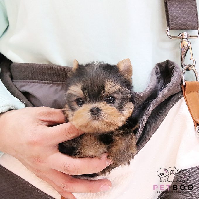 Yorkshire Terrier 3