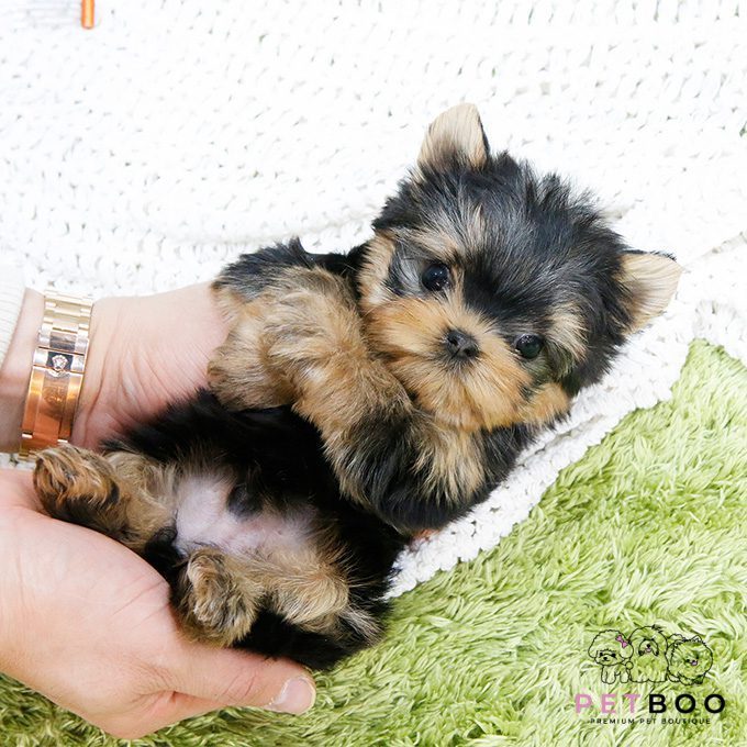 Yorkshire Terrier 30