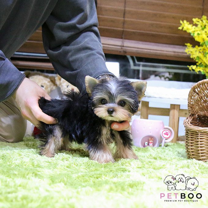 Yorkshire Terrier 31