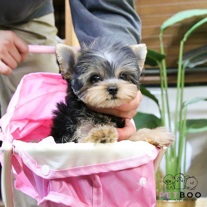 Yorkshire Terrier 32