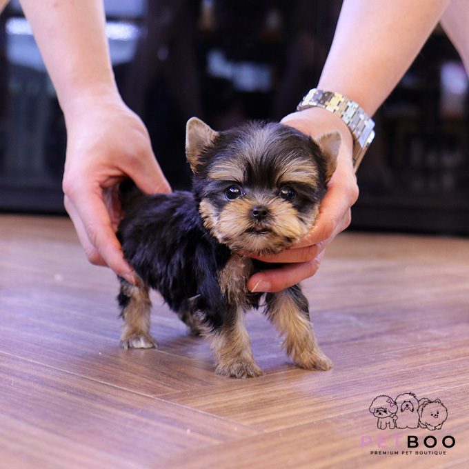 Yorkshire Terrier 33