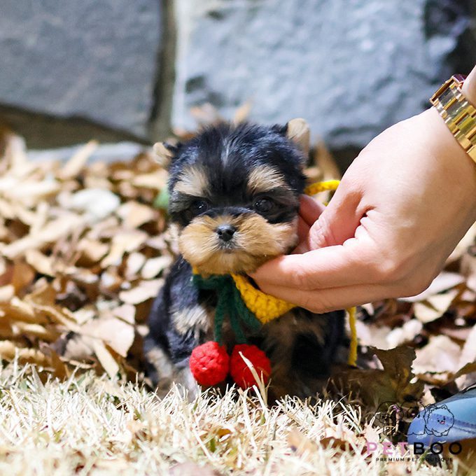 Yorkshire Terrier 34