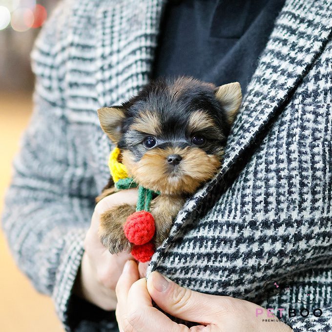 Yorkshire Terrier 35