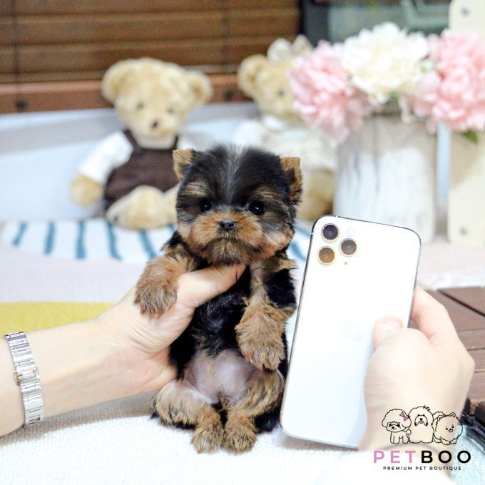 Yorkshire Terrier 37
