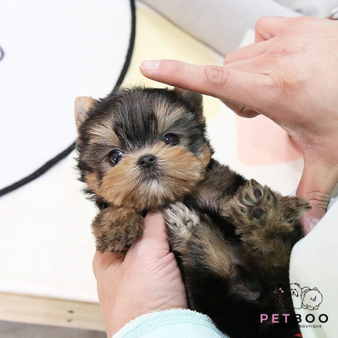 Yorkshire Terrier 4