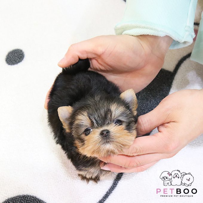 Yorkshire Terrier 5