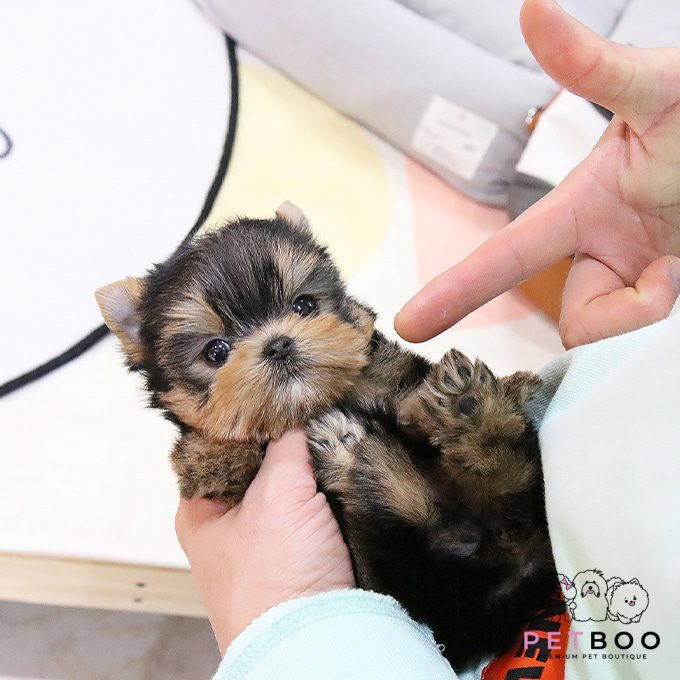 Yorkshire Terrier 6