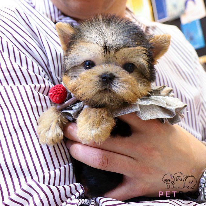 Yorkshire Terrier 7