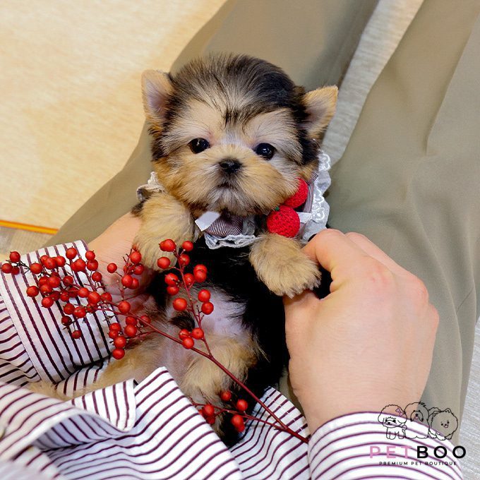 Yorkshire Terrier 8