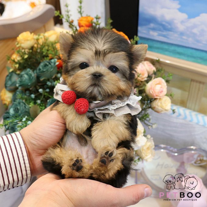 Yorkshire Terrier 9